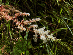 Astilbe longicarpa