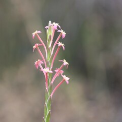 Struthiola ciliata