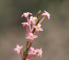 Struthiola ciliata