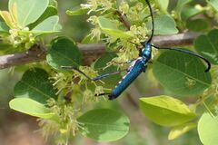 Hypocrites obtusipennis