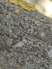 Lecidella elaeochroma