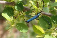 Hypocrites obtusipennis