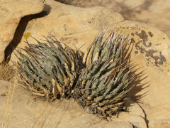 Agave utahensis