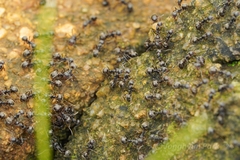 Dolichoderus thoracicus