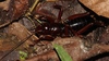 Cusuco Jerusalem Cricket - Photo (c) Alex Rebelo, some rights reserved (CC BY-NC), uploaded by Alex Rebelo