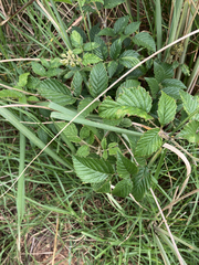 Rubus rigidus