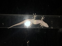 Afrogecko porphyreus