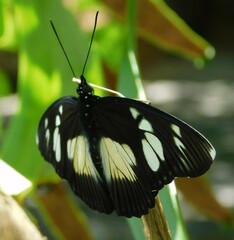 Pseudacraea lucretia expansa