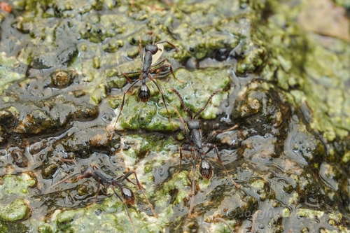 拟齿突双节行军蚁Aenictus paradentatus