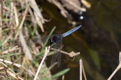 Crocothemis nigrifrons