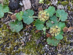 Hydrocotyle laxiflora