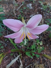 Zephyranthes robusta