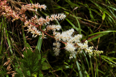 Astilbe longicarpa