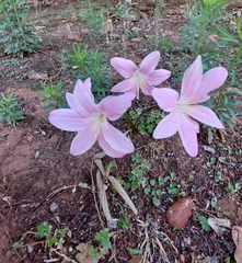 Zephyranthes robusta
