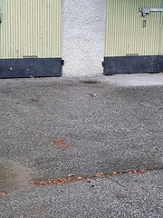 Rattus norvegicus