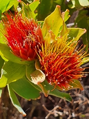Leucospermum oleifolium