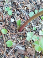 Zephyranthes robusta