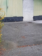 Rattus norvegicus