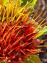 Leucospermum oleifolium