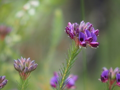 Gompholobium confertum