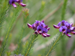Gompholobium confertum