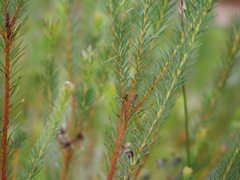 Gompholobium confertum