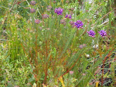 Gompholobium confertum