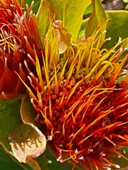 Leucospermum oleifolium