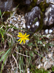 Picris hieracioides morrisonensis