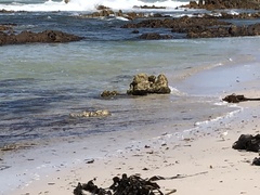 Charadrius marginatus marginatus