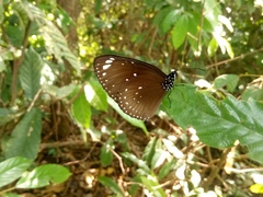 Euploea crameri