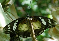 Pseudacraea lucretia expansa