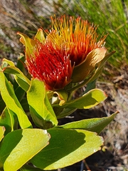 Leucospermum oleifolium
