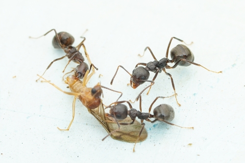 Cocoa Black Ant photo 5