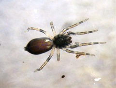 Trachelidae