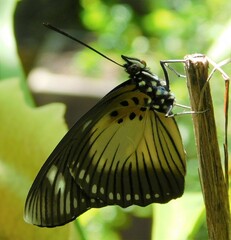 Pseudacraea lucretia expansa