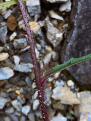 Picris hieracioides morrisonensis