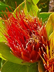 Leucospermum oleifolium
