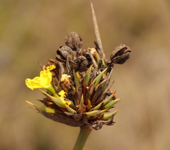 Bobartia robusta