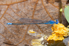 Pseudagrion cingillum