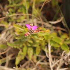 Polygala pubiflora