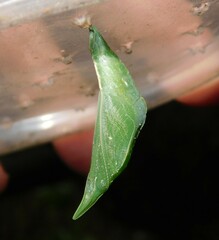 Pseudacraea lucretia expansa