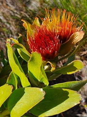 Leucospermum oleifolium