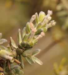 Gnidia nodiflora