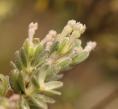Gnidia nodiflora