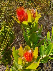 Leucospermum oleifolium