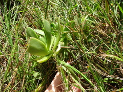Sedum praealtum