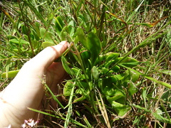 Sedum praealtum