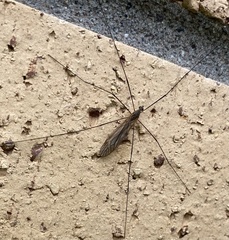 Tipula pagana