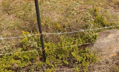 Gnidia nodiflora